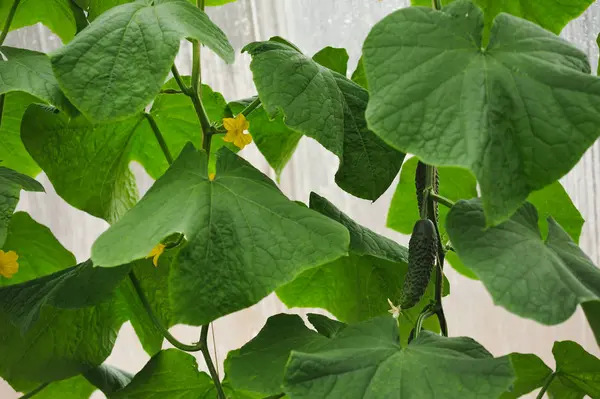 Colheita Fresca Estufa Pepino Perto — Fotografia de Stock