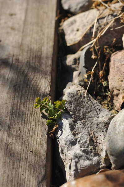 Pianta Verde Cresce Tra Marciapiede Legno Ciglio Della Strada Pietra — Foto Stock