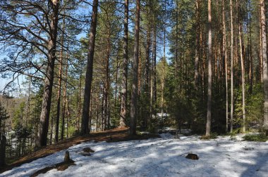 Ağaçların gövdeleri, kar ve eski çözdürülen alan yaban mersini ve kızılcık dışarı arıyor etrafında çözdürülen ağaçları ile iğne yapraklı orman bahar.