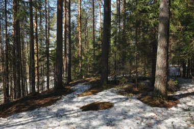 Ağaçların gövdeleri, kar ve eski çözdürülen alan yaban mersini ve kızılcık dışarı arıyor etrafında çözdürülen ağaçları ile iğne yapraklı orman bahar.