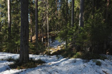 Ağaçların gövdeleri, kar ve eski çözdürülen alan yaban mersini ve kızılcık dışarı arıyor etrafında çözdürülen ağaçları ile iğne yapraklı orman bahar.
