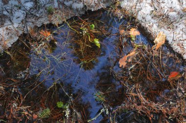 Ormandaki yere su birikintisi bahar başında oluşan ile tezcan.