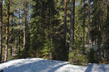 Ağaçların gövdeleri, kar ve eski çözdürülen alan yaban mersini ve kızılcık dışarı arıyor etrafında çözdürülen ağaçları ile iğne yapraklı orman bahar.