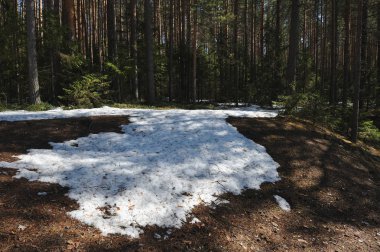 Ağaçların gövdeleri, kar ve eski çözdürülen alan yaban mersini ve kızılcık dışarı arıyor etrafında çözdürülen ağaçları ile iğne yapraklı orman bahar.