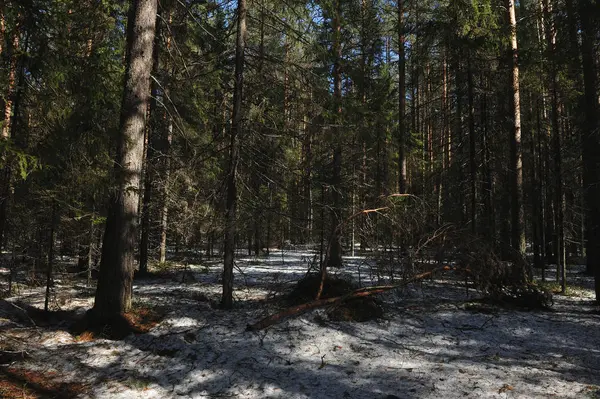 Primavera Bosque Coníferas Roto Bajo Peso Rama Derretida Pino Nieve — Foto de Stock