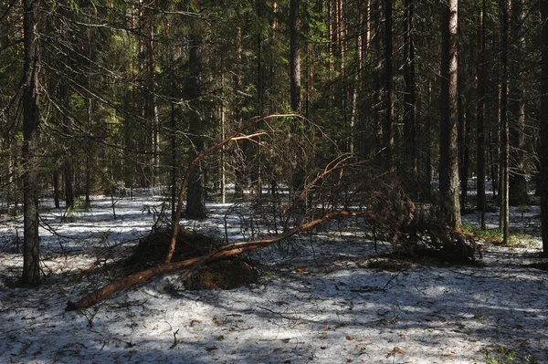 Musim Semi Hutan Konifer Rusak Bawah Berat Salju Mencair Cabang — Stok Foto