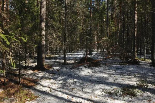 Musim Semi Hutan Konifer Rusak Bawah Berat Salju Mencair Cabang — Stok Foto