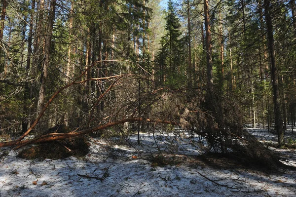 Primavera Nella Foresta Conifere Rotto Sotto Peso Del Ramo Pino — Foto Stock