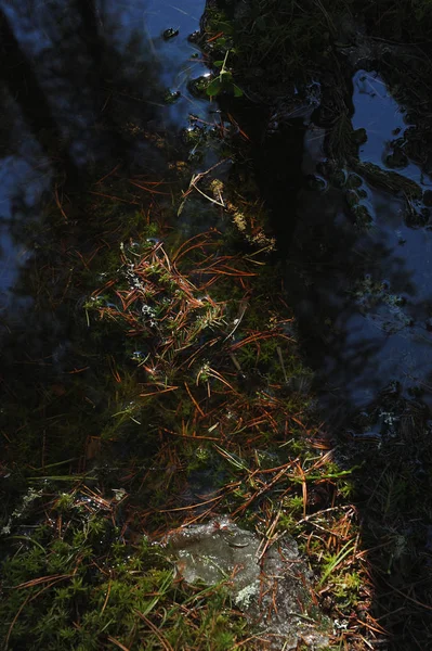 Disgelo Con Formata Sul Terreno Pozzanghera Nella Foresta All Inizio — Foto Stock