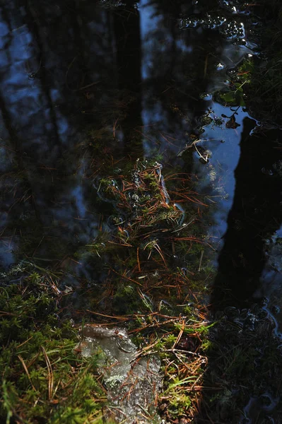 春初在森林的地面水坑上形成的解冻 — 图库照片