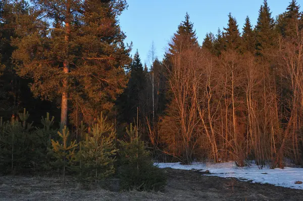 Cahaya Merah Dari Dingin Matahari Terbenam Hutan Musim Semi — Stok Foto