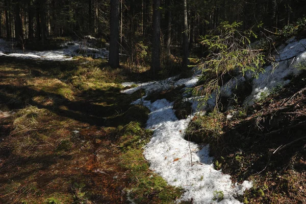 Schmelzwasser Kommt Vom Hügel Hinunter Zum Waldsee — Stockfoto