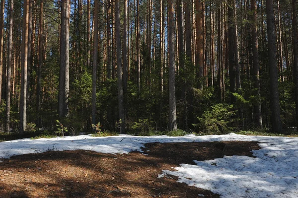 Spring Coniferous Forest Thawed Trees Trunks Trees Remnant Snow Looking — Stok Foto