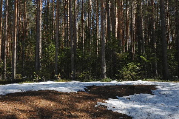 Primavera Bosque Coníferas Con Árboles Descongelados Alrededor Los Troncos Los — Foto de Stock