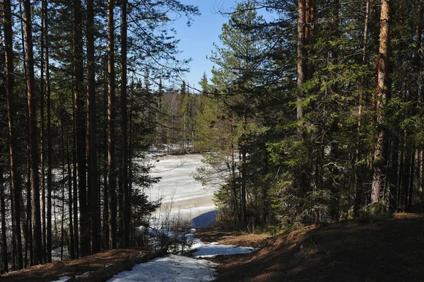 Tavasszal Tűlevelű Erdő Nézd Erdei Tóhoz — Stock Fotó