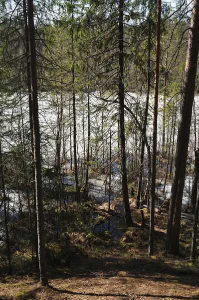 İğne yapraklı orman bahar. Orman göl manzaralı.