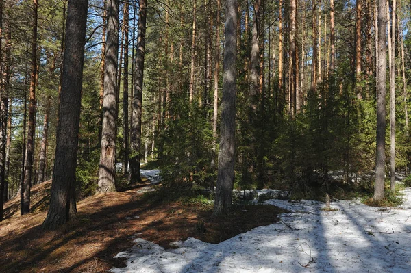 周りの木の幹 雪および解凍スペース ブルーベリーとクランベリーの外を見ての残り解凍木と針葉樹林の春します — ストック写真