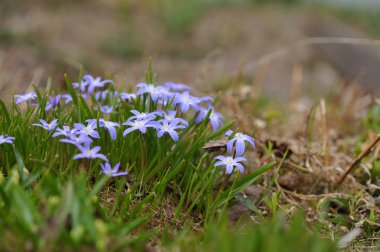 Scilla çiçek yakın çekim bir çiçek yatakta sonra kar.