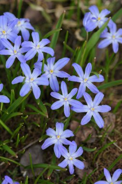 Scilla çiçek yakın çekim bir çiçek yatakta sonra kar.