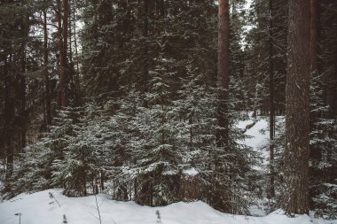Kış orman manzarası. 