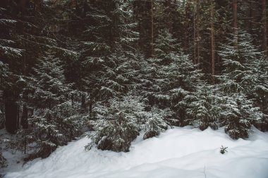 Kış orman manzarası. 
