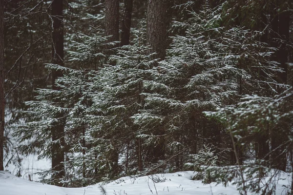 Krajobraz lasów zimowych. — Zdjęcie stockowe