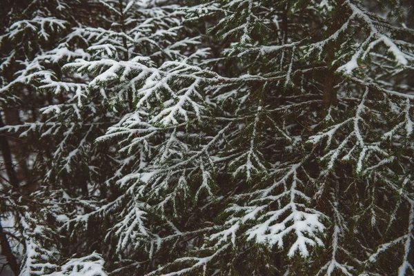 Vinterskog landskap. — Stockfoto