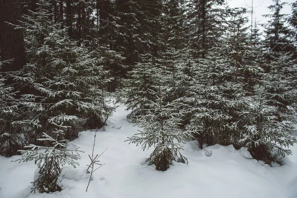 Inverno paisagem florestal. — Fotografia de Stock