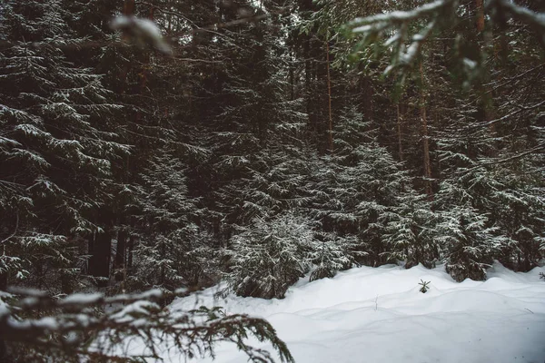 Зимовий ліс пейзаж . — стокове фото