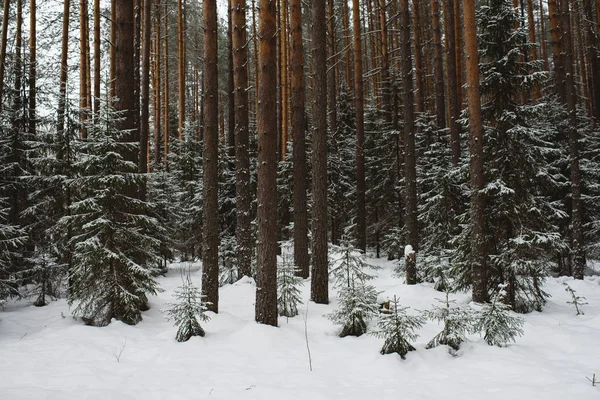 Inverno paisagem florestal. — Fotografia de Stock