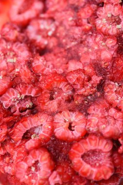 taze dondurulmuş ahududu