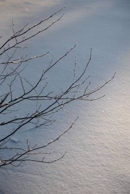 Söğüt dalları kırağı ile kaplıdır.