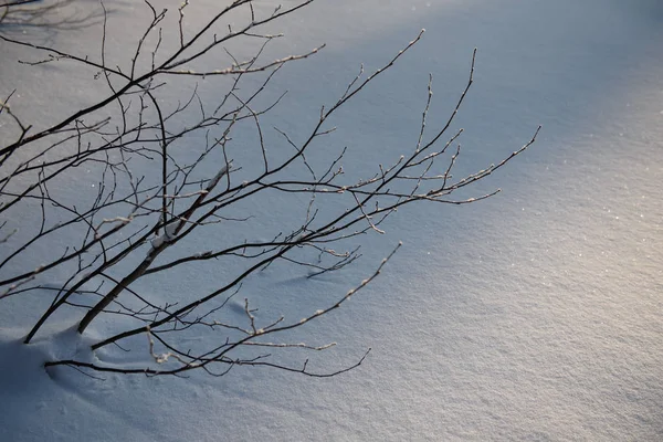 Ветви ивы покрыты ивовым морозом . — стоковое фото