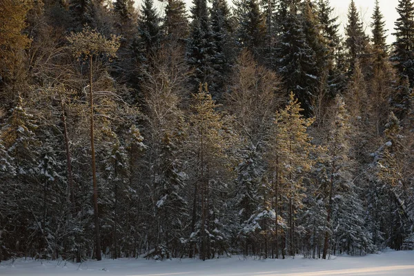 Giornata gelida nella foresta — Foto Stock