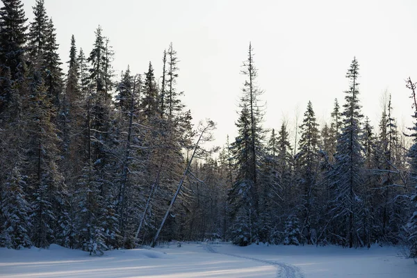 Giornata gelida nella foresta — Foto Stock