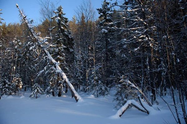 Frosttag im Wald — Stockfoto
