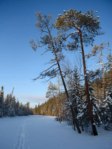 Dia gelado na floresta — Fotografia de Stock