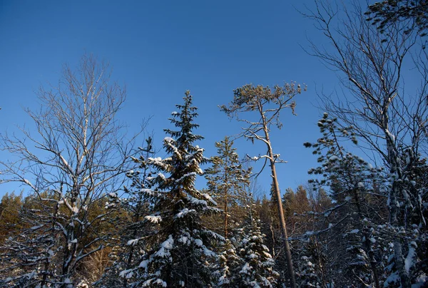 Frostig dag i skogen — Stockfoto