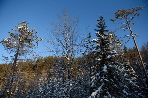 Hari yang dingin di hutan — Stok Foto