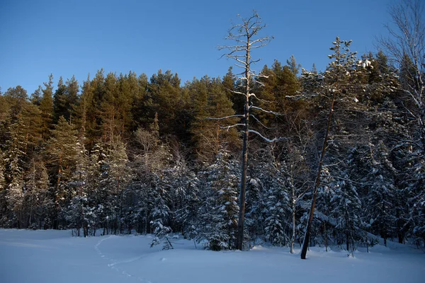 Frosty day in forest — Stock Photo, Image