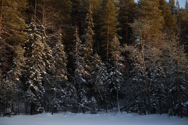 Frostig dag i skogen — Stockfoto