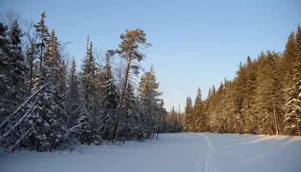 Frosttag im Wald — Stockfoto