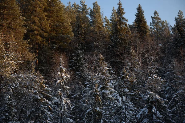 Frosty day in forest — Stock Photo, Image