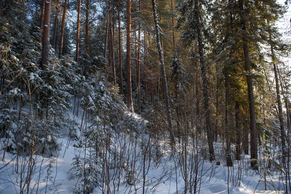 Kylmä päivä metsässä — kuvapankkivalokuva