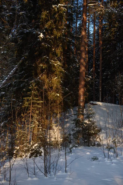 Frostig dag i skogen — Stockfoto