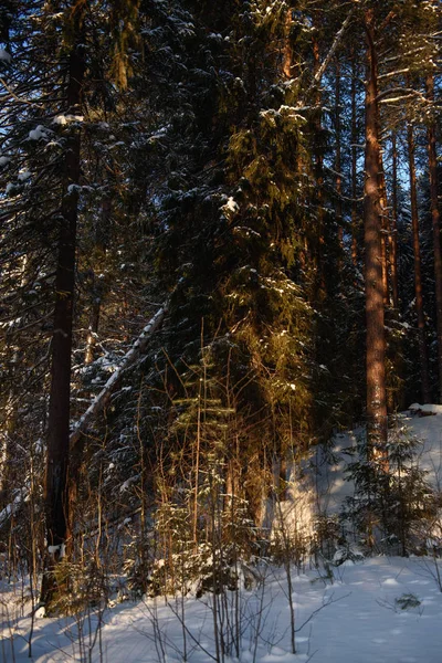 Journée givrée en forêt — Photo