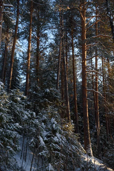 Journée givrée en forêt — Photo