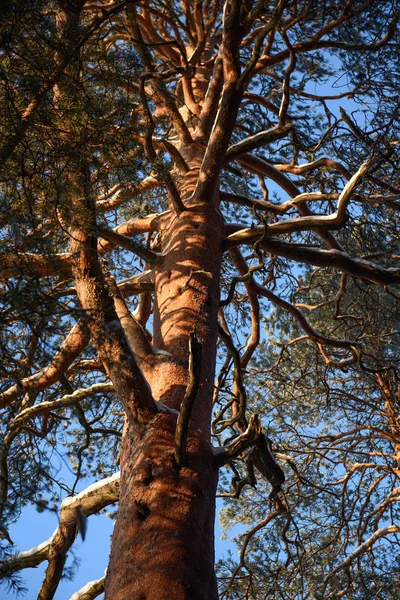 Un vecchio pino . — Foto Stock