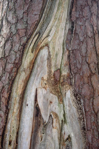 Pine tree trunk — Stock Photo, Image