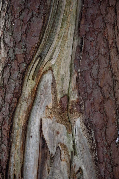 Pine tree trunk — Stock Photo, Image